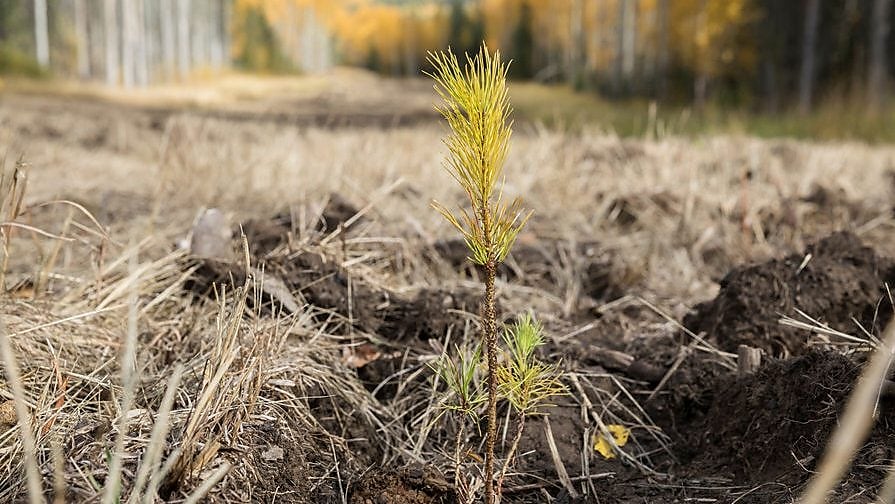 tree planting