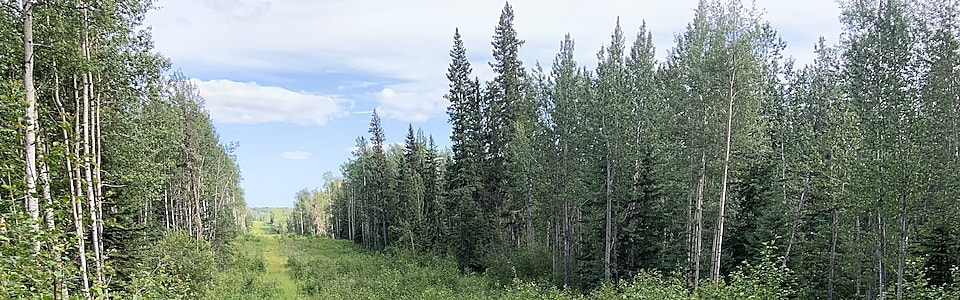 Groundbirch native plant reclamation