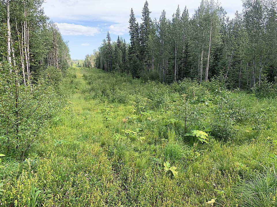 Remise en état à l’aide de plantes indigènes de Groundbirch